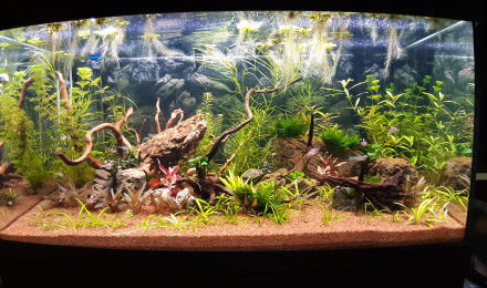 aquarium Proxima 250litres