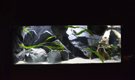 aquarium Tanganyika 325