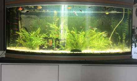 aquarium Aquarium victoria