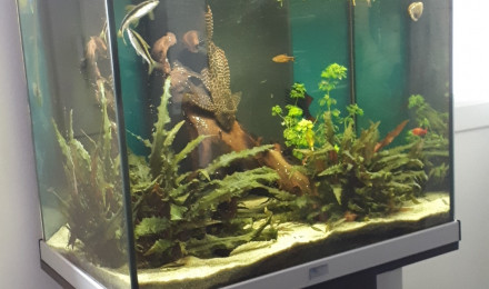aquarium Bac communautaire 100 L