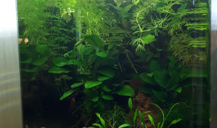 aquarium Bac crevettes et microfish