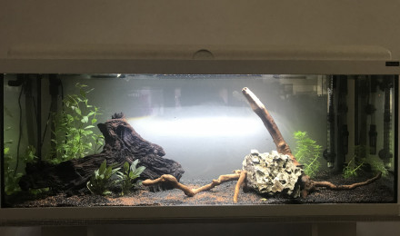 aquarium 100L