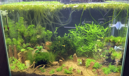 aquarium Betta home