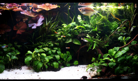 aquarium THE CAVE