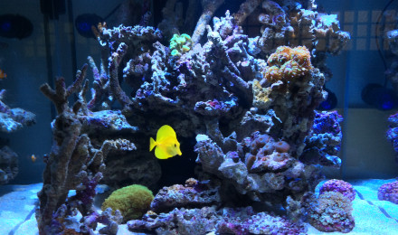 aquarium 400 l