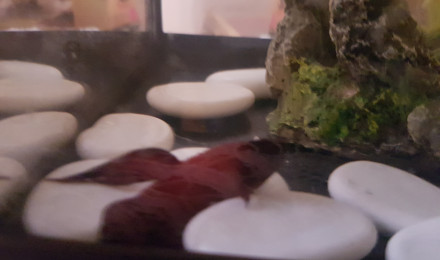 aquarium Aquarium poisson combattant