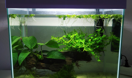 aquarium 25L pour futur Betta