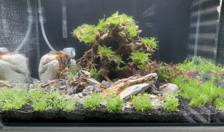 aquarium Aquascape bonsai