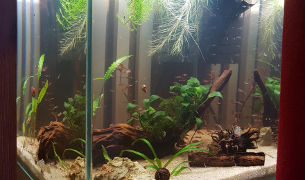aquarium Little Paradise
