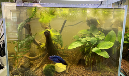aquarium Betta Male