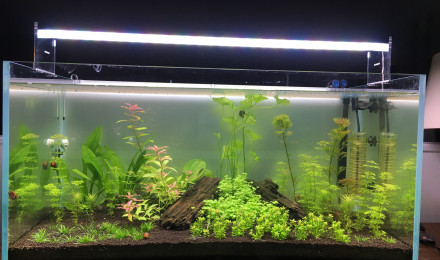 aquarium Mon premier aquarium