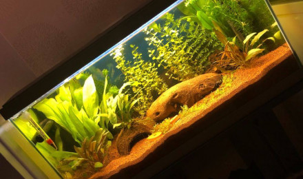 aquarium Mon 1er aquarium