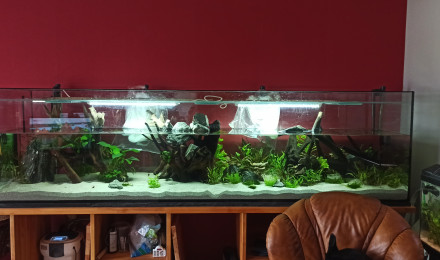 aquarium 1000L Scalaires