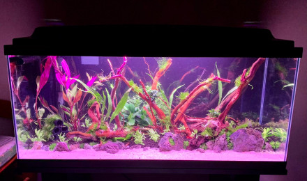aquarium Aquarium Ciano