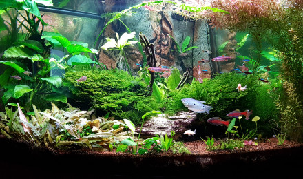 aquarium 350 Juwel Trigon