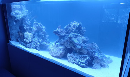 aquarium 500L en construction pour septembre 2020