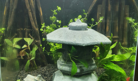 aquarium Bax à red cherry