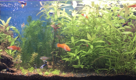 aquarium Mixte