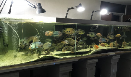 aquarium amc