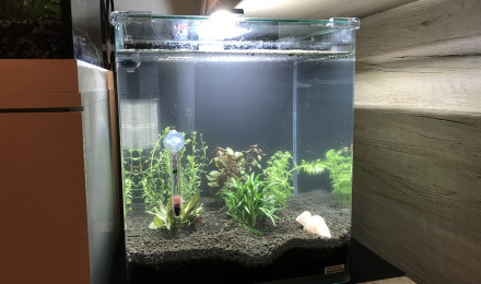 aquarium Aqua Crevettes