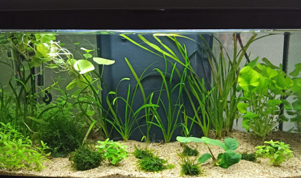 aquarium 1er aquarium