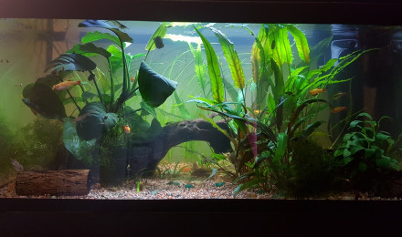 aquarium Chez les Corys