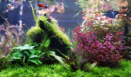 aquarium Platynium
