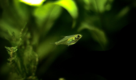 aquarium Aquarium