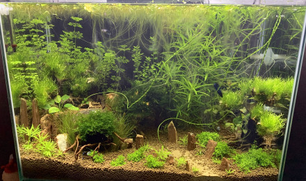 aquarium Betta home
