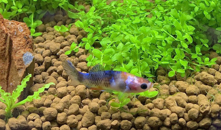 aquarium Betta home