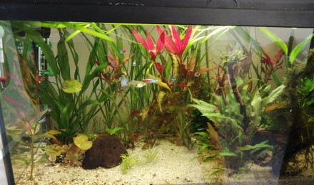 aquarium Premier aquarium