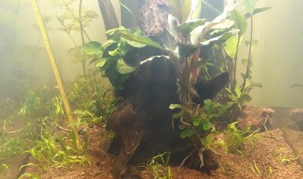 aquarium Le Loft de Maurice