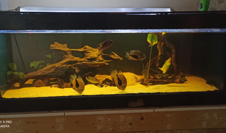 aquarium Amazonien