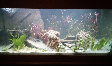 aquarium 1ere aquarium