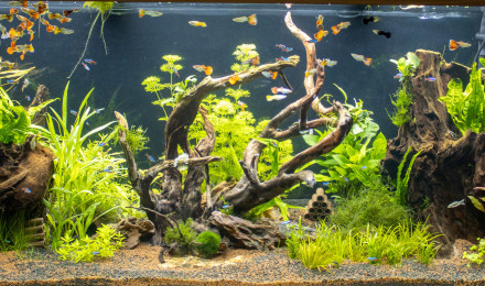 aquarium Rio 450