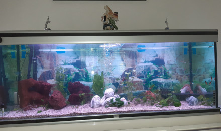 aquarium Salon