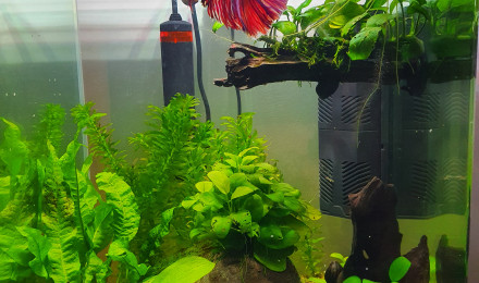 aquarium Premier aquarium