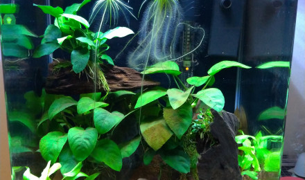 aquarium Betta tank