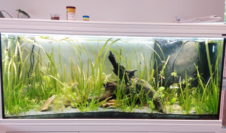 aquarium Presque amazonien