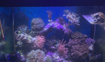 aquarium Osaka155 Récifal