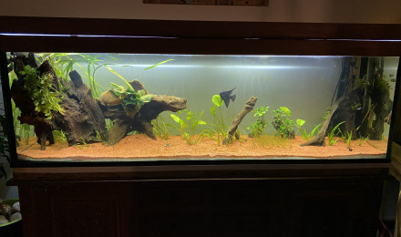 aquarium 600 L