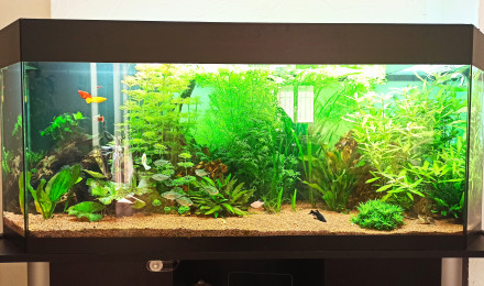 aquarium 380L