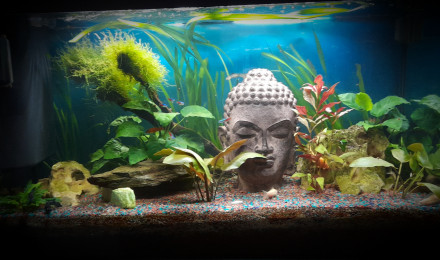aquarium Le Ximofish