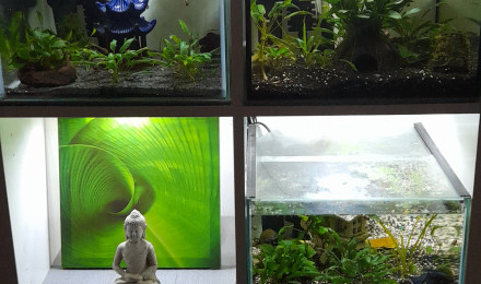 aquarium Le Kallax à BETTA