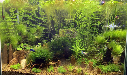 aquarium Betta home