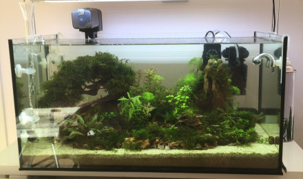 aquarium AQUA Beta smaragdina