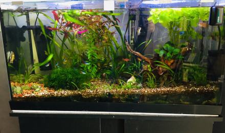 aquarium 80 litres
