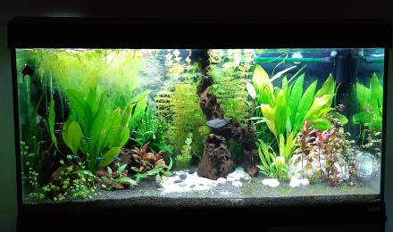 aquarium Aquarium Salon