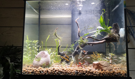 aquarium P110