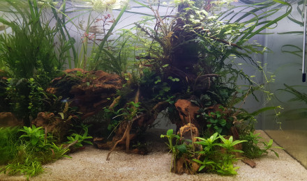 aquarium nano cave